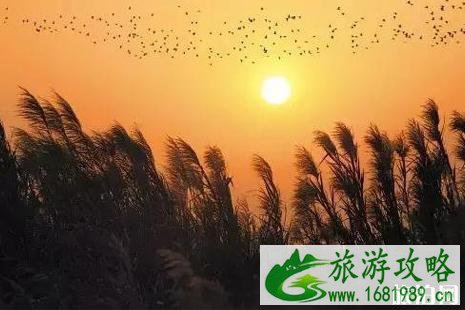 广州周边哪里有芦苇 广州周边哪里有芦苇