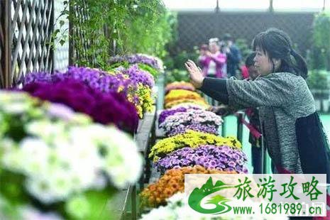 2022南京湖熟菊花展是什么时候 湖熟免费专线怎么坐