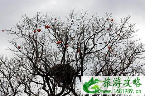 2022章丘垛庄红叶谷怎么样 红叶红了吗 2022章丘垛庄红叶谷怎么样 红叶红了吗