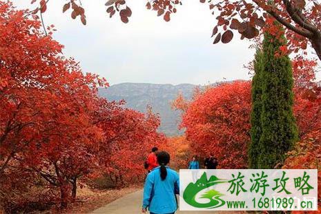 2022章丘垛庄红叶谷怎么样 红叶红了吗 2022章丘垛庄红叶谷怎么样 红叶红了吗