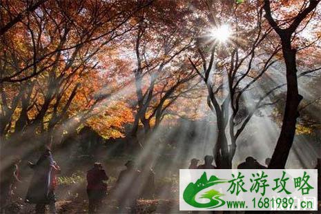 2022庐山红叶什么时候红 2022庐山红叶什么时候红