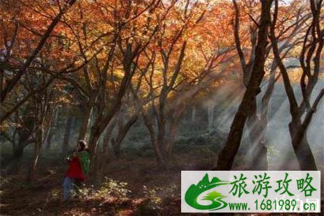 2022庐山红叶什么时候红 2022庐山红叶什么时候红
