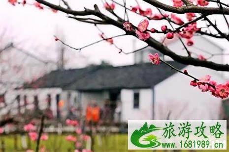 2022镇海菊展在哪里 2022镇海菊展在哪里