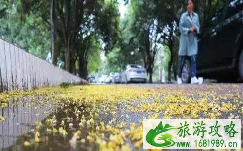 武汉桂花几月开放 武汉哪里赏桂花