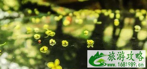 武汉桂花几月开放 武汉哪里赏桂花