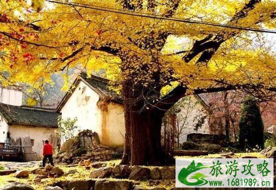 2022洛阳白河镇银杏黄了吗 洛阳白河镇怎么走