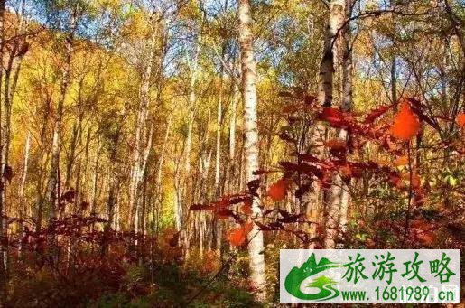 黑龙江红叶最美的地方在哪里 黑龙江红叶最美的地方在哪里