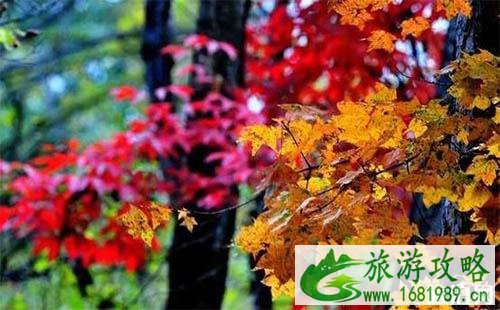 黑龙江红叶最美的地方在哪里 黑龙江红叶最美的地方在哪里