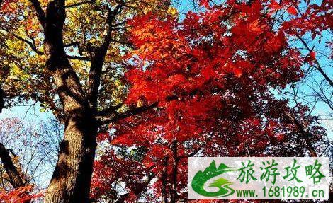 黑龙江红叶最美的地方在哪里 黑龙江红叶最美的地方在哪里