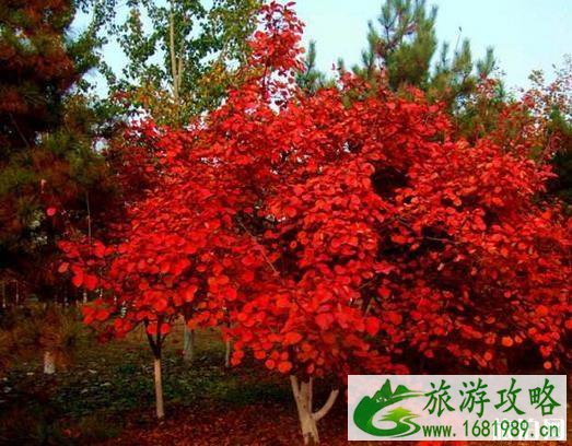 2020奥林匹克森林公园有红叶吗 什么时候去比较好