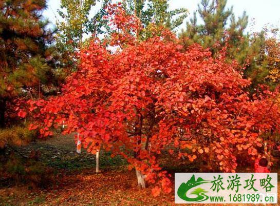 2020奥林匹克森林公园有红叶吗 什么时候去比较好