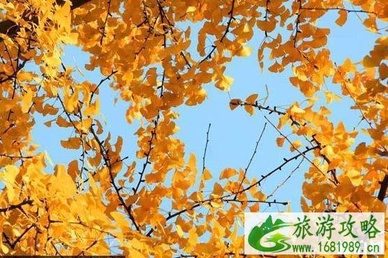 2022北京朝阳区有什么赏红叶的好地方 2022北京朝阳区有什么赏红叶的好地方