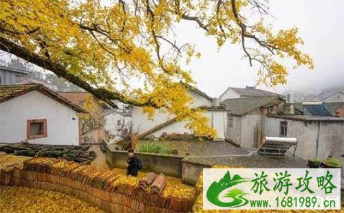 2022临安指南村银杏旅游攻略 2022临安指南村银杏旅游攻略