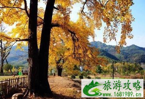 2022临安指南村银杏旅游攻略 2022临安指南村银杏旅游攻略