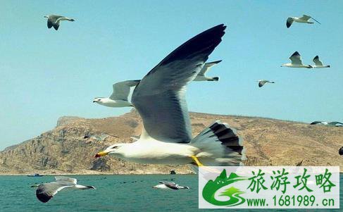 烟台万鸟岛在什么地方 怎么去 烟台万鸟岛在什么地方 怎么去