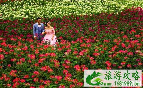 2022重庆菊花展在哪里 门票+活动介绍 2022重庆菊花展在哪里 门票+活动介绍
