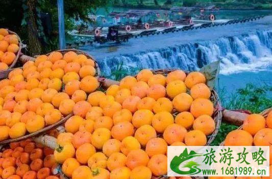 2022恭城柿子节是什么时候 2022恭城柿子节是什么时候