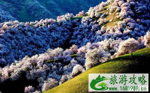 新疆伊犁什么时候下雪 伊犁旅游攻略 新疆伊犁什么时候下雪 伊犁旅游攻略