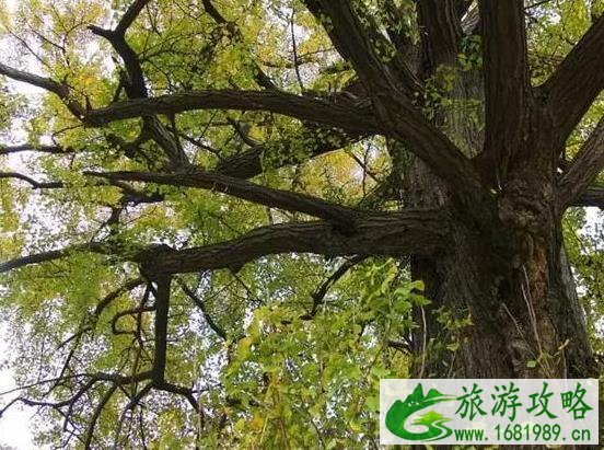 2022太白县第十届红叶节持续到什么时候 2022太白县第十届红叶节持续到什么时候