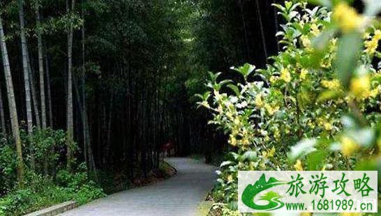 上海桂花开了吗 上海桂花出名的公园有哪些 上海桂花开了吗 上海桂花出名的公园有哪些