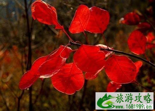 2022西达摩村在哪 西达摩村的红叶红了吗 2022西达摩村在哪 西达摩村的红叶红了吗