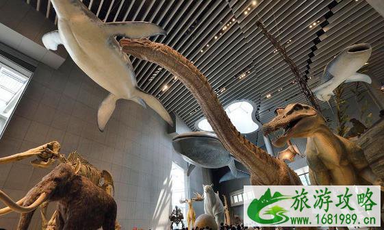 上海自然博物馆开放时间