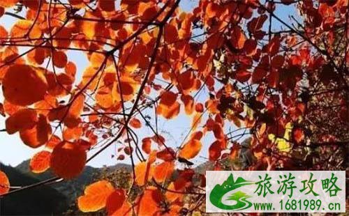 山西红叶哪儿最好看 山西红叶哪儿最好看