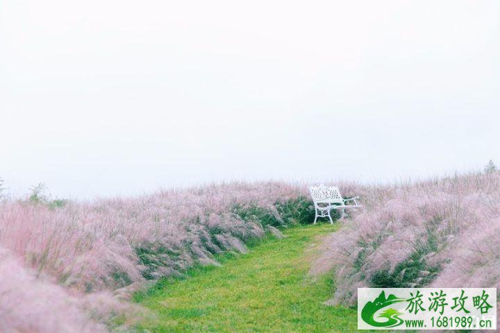 重庆哪里有粉黛乱子草 2022重庆紫云秘境花期+门票价格+优惠政策
