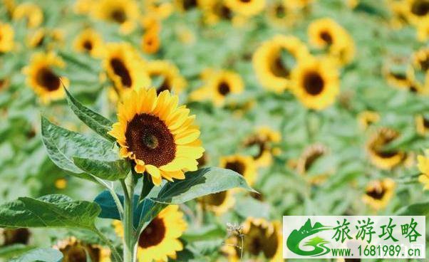 陌上花渡门票 陌上花渡好玩吗