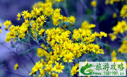 武汉秋冬哪里可以赏花 武汉秋冬哪里可以赏花
