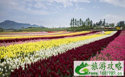 2022蔡甸香草花田门票价格+优惠政策+花期+交通 武汉香草花田哪里住宿 2022蔡甸香草花田门票价格+优惠政策+花期+交通 武汉香草花田哪里住宿