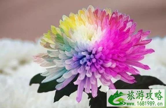 2022肥乡菊花节什么时候开幕 持续多久时间 2022肥乡菊花节什么时候开幕 持续多久时间