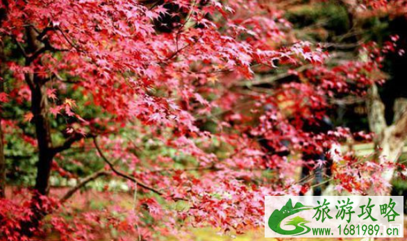 国内看红叶哪里最好 国内看红叶最佳时间表 国内看红叶哪里最好 国内看红叶最佳时间表