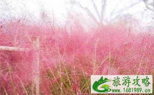 2022成都哪里有粉黛乱子草 2022成都哪里有粉黛乱子草