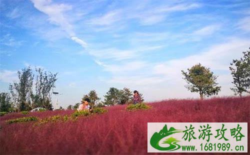 山东菏泽单县粉黛乱子草在哪里 具体地址