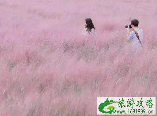 2022宁波哪里可以见到粉黛乱子草 2022宁波哪里可以见到粉黛乱子草