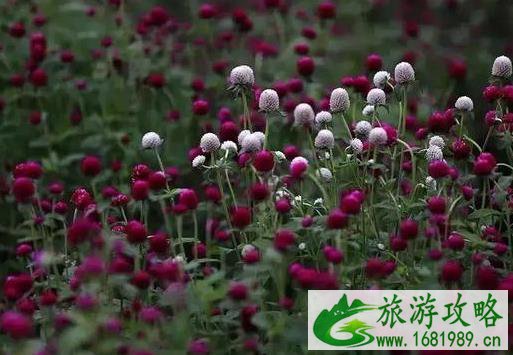 2022汉江之滨生态园十月有什么花盛开 2022汉江之滨生态园十月有什么花盛开