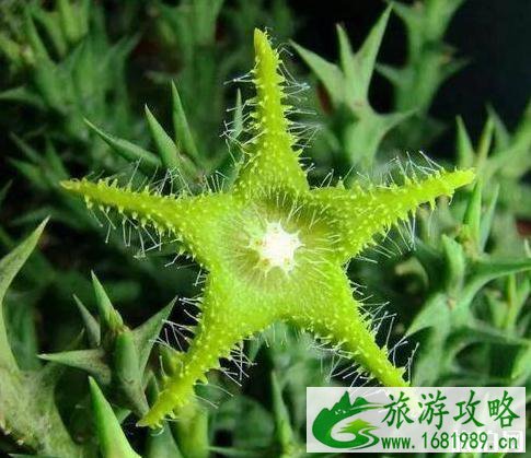 索科特拉岛是哪个国家 索科特拉岛旅游介绍