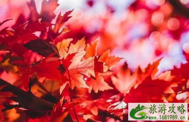 中国最美红叶观赏地 中国最美红叶观赏地
