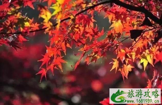 中国最美红叶观赏地 中国最美红叶观赏地