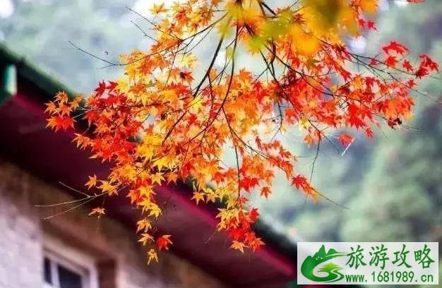 中国最美红叶观赏地 中国最美红叶观赏地