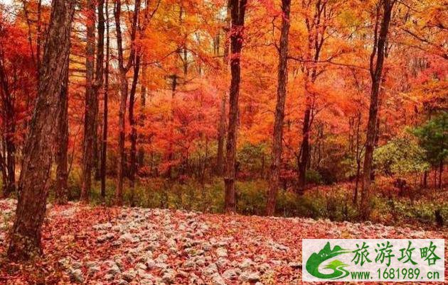 中国最美红叶观赏地 中国最美红叶观赏地