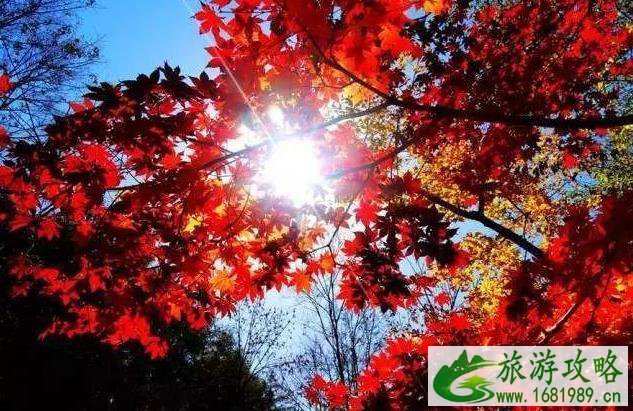 中国最美红叶观赏地 中国最美红叶观赏地