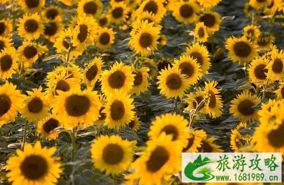 2022四川在哪可以看向日葵 2022四川在哪可以看向日葵