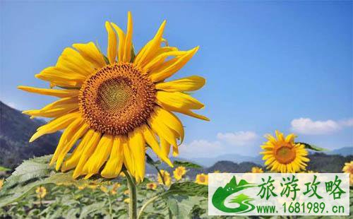 2022四川在哪可以看向日葵 2022四川在哪可以看向日葵
