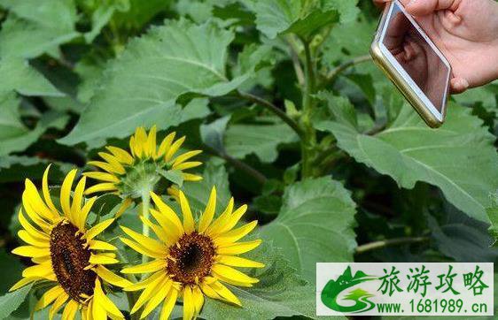2022湖南向日葵花海在哪里 2022湖南向日葵花海在哪里