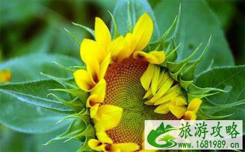 2022湖南向日葵花海在哪里 2022湖南向日葵花海在哪里