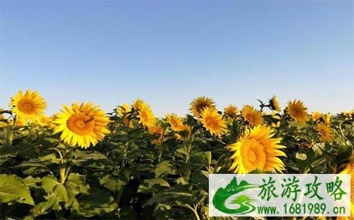 2022新疆克拉玛依向日葵国庆开放 2022新疆克拉玛依向日葵国庆开放
