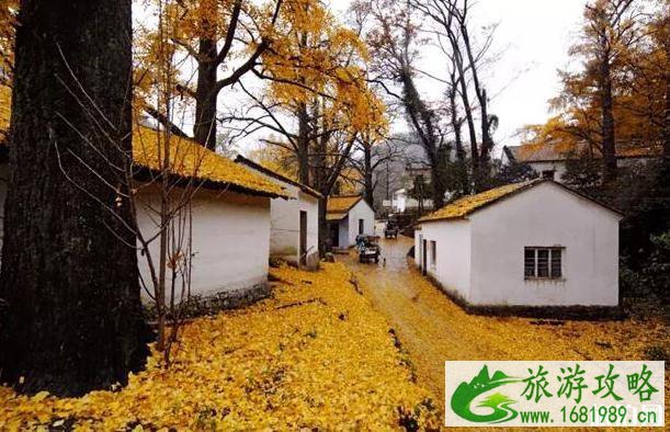 十里古银杏长廊在哪里+景色介绍
