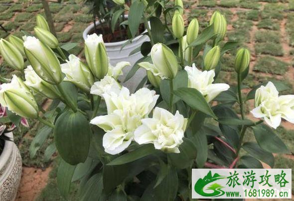 广州种业小镇要门票吗 广州种业小镇门票多少钱 广州种业小镇要门票吗 广州种业小镇门票多少钱